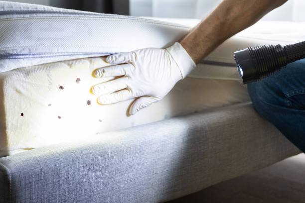 Best Rat Extermination Near Me  in Hampton, TN